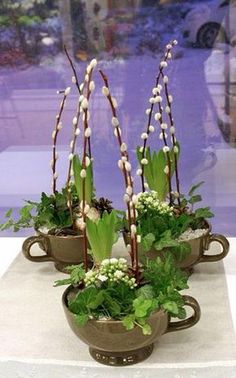 three potted plants with white flowers and green leaves on display in front of a purple wall