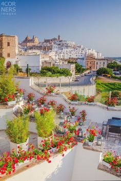 the rooftop garden is full of flowers and potted plants, with buildings in the background