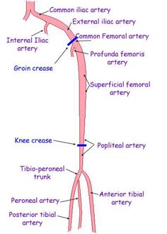 an image of the anatomy of the human body with labels on each side and labeled in blue