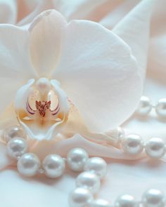 a white flower and some pearls on a table