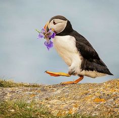 a puffy bird with a purple flower in its beak on the edge of a cliff