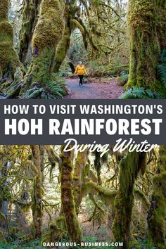 the words how to visit washington's hoh rainforest during winter with moss covered trees