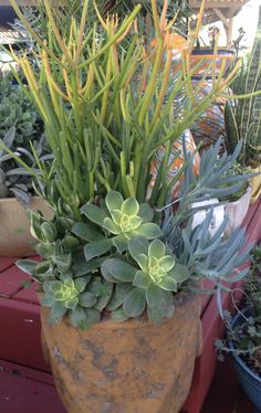 succulents and other plants in pots on a table