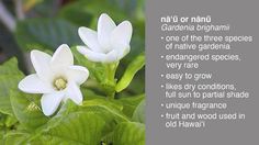 two white flowers with green leaves in the foreground and an information card below it