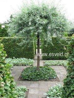 a tree in the middle of a garden surrounded by hedges