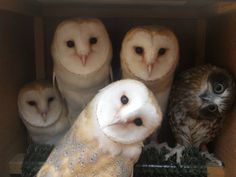 several barn owls are sitting in a box and one is looking at the camera while another looks on