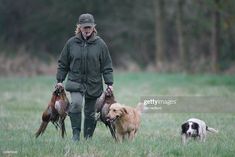 a man is walking with two dogs and three chickens in the grass stock photo getty images