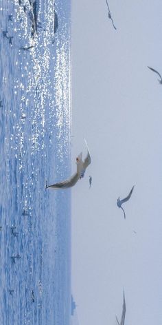 seagulls flying over the ocean with blue water