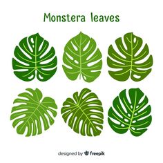 monster leaves in different shapes and sizes on a white background with the words monster leaves