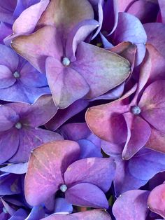 purple flowers with green leaves in the middle