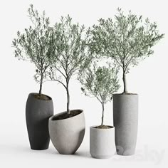 three cement vases with trees in them