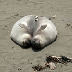 two sea lions are laying on the sand