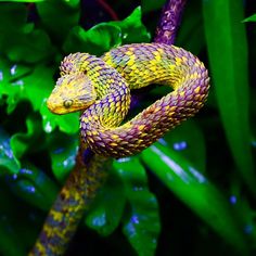 a yellow and purple snake is on a branch in the water with green plants behind it