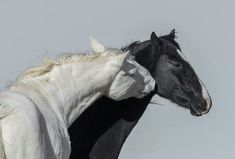 two black and white horses with their heads touching each other's foreheads in front of a gray sky