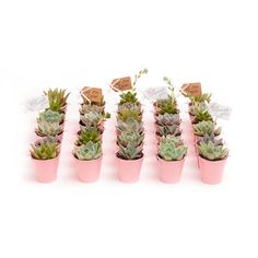 six small pink pots with succulents in them