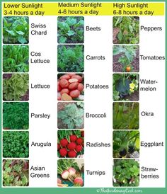 an image of garden plants and their names