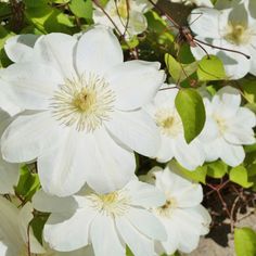 white flowers with green leaves in the foreground and on the far side, there is no image here to provide a caption for