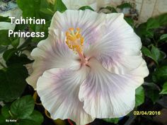 a large white flower with the words tahitin princess on it