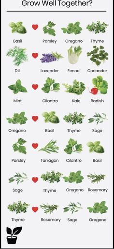 what herbs grow well together? info sheet for the plant identification chart, with images of different plants and their names