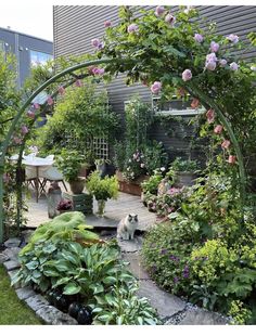 a cat sitting in the middle of a garden with lots of flowers and plants around it