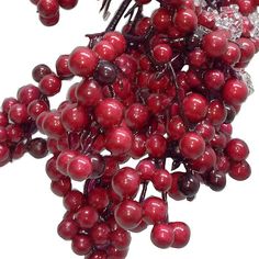 some red berries are hanging from a branch