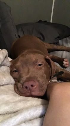 a brown dog laying on top of a bed next to a persons leg and blanket