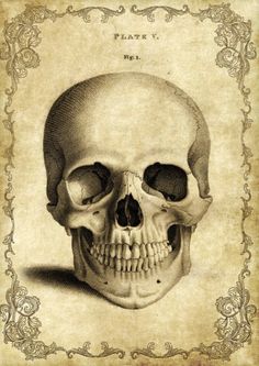 a drawing of a human skull with an ornate border around the lower half of it