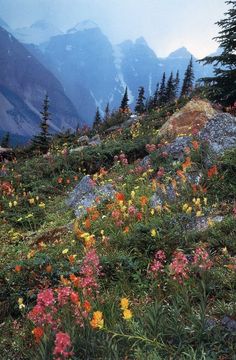 wildflowers blooming on the side of a mountain slope