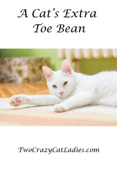 a white cat laying on top of a wooden floor next to a wall with the words, a cat's extra toe bean