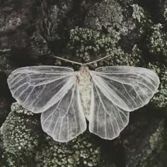 a large white moth sitting on top of a moss covered rock