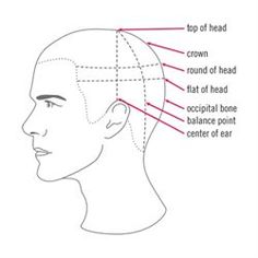 Click here to view a larger version! Hair Braid Sketch, Point Haircut, Head Proportions, Diy Haircuts, Men Hair Cut, Hair Salon Decor, Behind The Chair