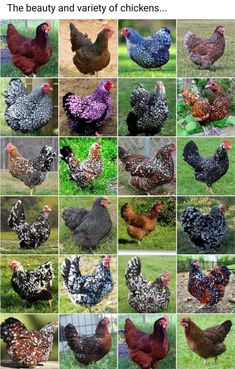 many different types of chickens are shown in this collage, including roosters and hens