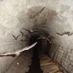 several bats flying in the air over a dark brick tunnel with water running through it