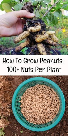 how to grow peanuts in the ground and then put them into a potted plant