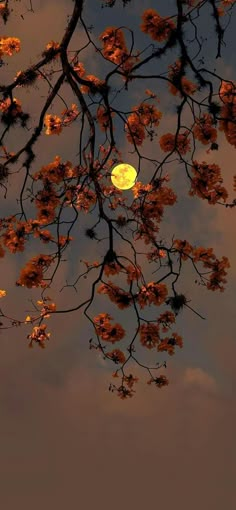 the full moon shines brightly through the branches of a tree in front of a cloudy sky