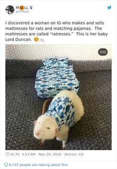 a white rat wearing a blue and white shirt on top of a carpeted floor