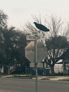 a black bird sitting on top of a street sign next to a stop sign and some houses