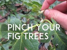 a hand holding a plant with the words pinch your fig trees