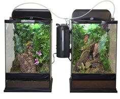 two fish tanks with plants and rocks in them