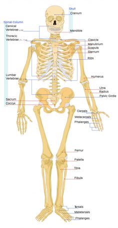 the skeletal skeleton is shown with labels on each side and labeled in different parts, including the