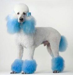 a white poodle with blue hair standing in front of a sign that says paws in blue since 1932