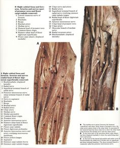 an image of the structure and function of tree roots in human body diagram with description