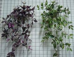 three different types of plants on a table