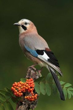 a bird sitting on top of a tree branch with berries around it's neck