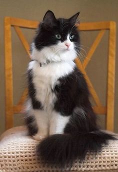 a black and white cat sitting on top of a wooden chair