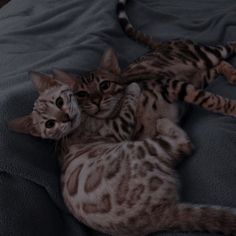 two cats laying on top of each other on a gray blanket together, with one cat looking at the camera