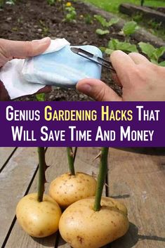 two hands holding gardening hacks that will save time and money