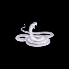 a white snake is in the dark with its mouth open