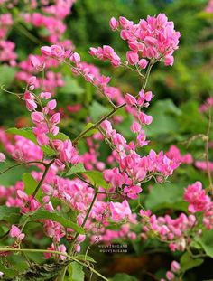 pink flowers are blooming in the garden