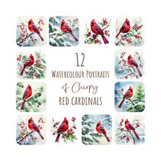 twelve watercolor portraits of red cardinals